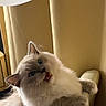 cat, fluffy, long_hair, blue_eyes, blep, pet, animal, sitting, chair, indoor, lamp, curtains, cozy, portrait, closeup, whiskers, paws, cream_colored, relaxed, funny
