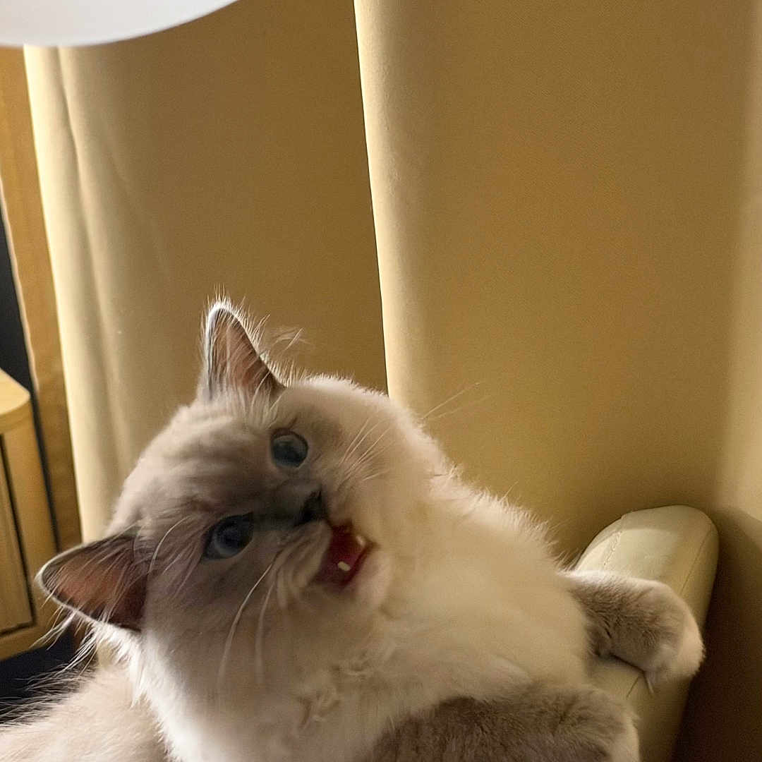 Lily
