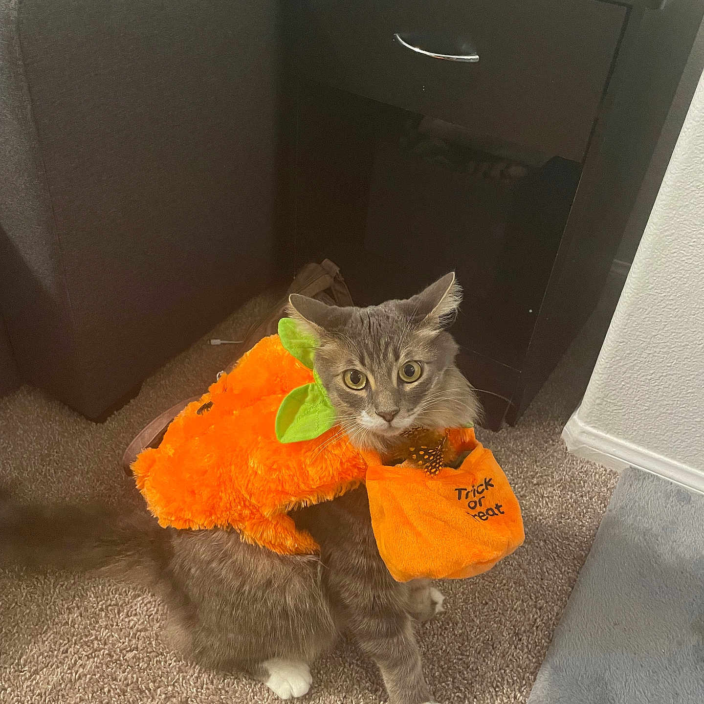 Smokey is registered to the contest to win money with this photo: abyssinian, animal, architecture, blanket, building, cabinet, cat, chair, drawer, filingcabinet, furniture, homedecor, indoors, kitten, outdoors, pet, plush, shelter, towel, toy
