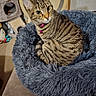animal, bell, cat, cat_tree, collar, cozy, curious, cute, domestic_cat, door, feline, fluffy_bed, fur, house_pet, indoor, pet_bed, resting, striped, tabby_cat, whiskers