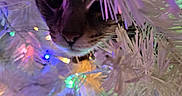 Zuko joined the competition — help win amazing prizes! animal, branches, cat, christmas_tree, close_up, colorful_lights, curious, decorations, face, feline, festive, festivity, holiday, holiday_lights, indoor, night, pet, soft_lighting, whiskers, white_tree