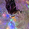 animal, branches, cat, christmas_tree, close_up, colorful_lights, curious, decorations, face, feline, festive, festivity, holiday, holiday_lights, indoor, night, pet, soft_lighting, whiskers, white_tree