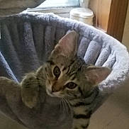 Zuko is registered to the contest to win money with this photo: animal, cat, cat_bed, comfort, cozy, curious, cute, ears, feline, furry, home, indoor, kitten, pet, resting, soft, tabby, whiskers, window, young_cat