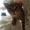 animal, branch, cat, christmas_tree, close_up, curious, decorations, eyes, feline, fur, holiday, indoor, nose, pet, playful, shadow, silhouette, tabby, whiskers, white_tree