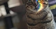 Kiluha is registered to the contest to win money with this photo: animal, cat, cute, domestic, ears, eyes, face, feline, fur, indoor, light, pet, portrait, prism, rainbow, shadow, sitting, striped, tabby, whiskers