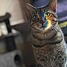 Kiluha is registered to the contest to win money with this photo: cat, tabby, rainbow, prism, indoor, pet, animal, feline, striped, whiskers, ears, face, light, shadow, portrait, cute, domestic, sitting, fur, eyes