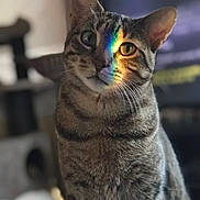 Kiluha joined the competition — help win amazing prizes! alert, animal, cat, close_up, colorful, cute, ears, eyes, feline, home, indoors, living_room, pet, photography, portrait, rainbow_light, sitting, striped_fur, tabby, whiskers