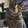 cat, tabby, pet, animal, portrait, sitting, indoors, living_room, striped_fur, whiskers, ears, eyes, rainbow_light, colorful, close_up, alert, cute, feline, home, photography
