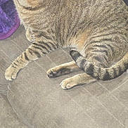 Kiluha joined the competition — help win amazing prizes! tabby_cat, cat, pet, animal, indoor, couch, furniture, blanket, striped, relaxed, fur, whiskers, tail, paws, domestic_cat, mammal, resting, cozy, eyes, ears