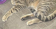 Kiluha joined the competition — help win amazing prizes! animal, blanket, cat, couch, cozy, domestic_cat, ears, eyes, fur, furniture, indoor, mammal, paws, pet, relaxed, resting, striped, tabby_cat, tail, whiskers