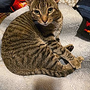 Kiluha is registered to the contest to win money with this photo: animal, bed, blanket, cat, cozy, curious, cushion, cute, domestic, ears, eyes, feline, fur, indoor, pet, resting, soft, striped, tabby, whiskers