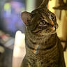 Kiluha is registered to the contest to win money with this photo: cat, tabby_cat, indoor, pet, animal, feline, whiskers, ears, eyes, fur, striped, curious, portrait, closeup, rainbow_reflection, soft_light, background_blur, domestic_cat, mammal, cute
