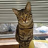 Kiluha is registered to the contest to win money with this photo: blinds, cat, curious, desk, domestic_cat, ears, feline, front_legs, head_tilt, household, indoor, looking, papers, pet, sitting, striped, tabby, whiskers, window, yellow_folder