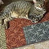 animal, cat, cozy, curious, domestic_cat, ears, floor, fur, home, indoor, looking_at_camera, lying_down, patterned_rug, pet, relaxed, rug, striped, tabby, tile_floor, whiskers