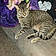 Kiluha