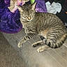 animal, beige_blanket, blanket, blurred, cat, clothes, couch, ears, feline, floor, fur, household, indoor, pet, purple_blanket, relaxed, resting, striped, tabby_cat, whiskers
