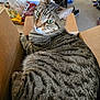 cat, tabby_cat, cardboard_box, box, green_eyes, whiskers, striped_fur, fur, close_up, indoor, cluttered_background, snack_bag, soda_can, paper_towel, shoe, carpet, pet, relaxed, portrait, domestic