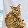cat, tabby_cat, animal, beach, ocean, sand, towel, fabric, striped_fur, sitting, portrait, pet, ears, whiskers, tail, outdoor, coastline, sunlight, photography, funny_pose