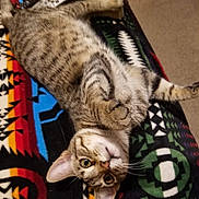 Kiluha joined the competition — help win amazing prizes! animal, blanket, carpet, cat, curious, cute, ears, feline, fur, home, indoor, looking_up, lying_down, patterned_blanket, paw, pet, relaxed, striped, tabby, whiskers