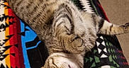 Kiluha joined the competition — help win amazing prizes! animal, blanket, carpet, cat, curious, cute, ears, feline, fur, home, indoor, looking_up, lying_down, patterned_blanket, paw, pet, relaxed, striped, tabby, whiskers