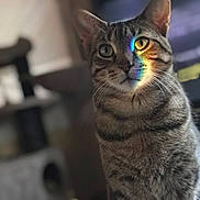 Kiluha is registered to the contest to win money with this photo: blurred_background, cat, close_up, curious, domestic_cat, ears, eyes, feline, fur, furniture, indoor, pet, portrait, rainbow_light, reflection, sitting, soft_lighting, stripes, tabby, whiskers