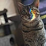blurred_background, cat, close_up, curious, domestic_cat, ears, eyes, feline, fur, furniture, indoor, pet, portrait, rainbow_light, reflection, sitting, soft_lighting, stripes, tabby, whiskers