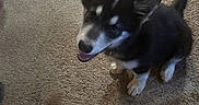 Moose joined the competition — help win amazing prizes! black_and_white, carpet, cute, dog, ears, floor, footwear, fur, home, human_hand, indoor, looking_up, mouth_open, pet, playful, puppy, shadow, small_dog, toy, waiting