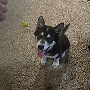 Moose joined the competition — help win amazing prizes! animal, black_and_white, bottles, box, carpet, dog, ears_up, floor, footwear, husky, indoor, person_hand, pet, playful, puppy, room, tile_floor, tongue_out, toy, yellow_fish