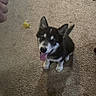 animal, black_and_white, bottles, box, carpet, dog, ears_up, floor, footwear, husky, indoor, person_hand, pet, playful, puppy, room, tile_floor, tongue_out, toy, yellow_fish