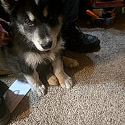 Moose is registered to the contest to win money with this photo: puppy, dog, black_and_white, carpet, indoor, person, boots, jeans, floor, curious, pet, young_dog, fur, animal, household, sitting, looking_up, cute, companion, cozy