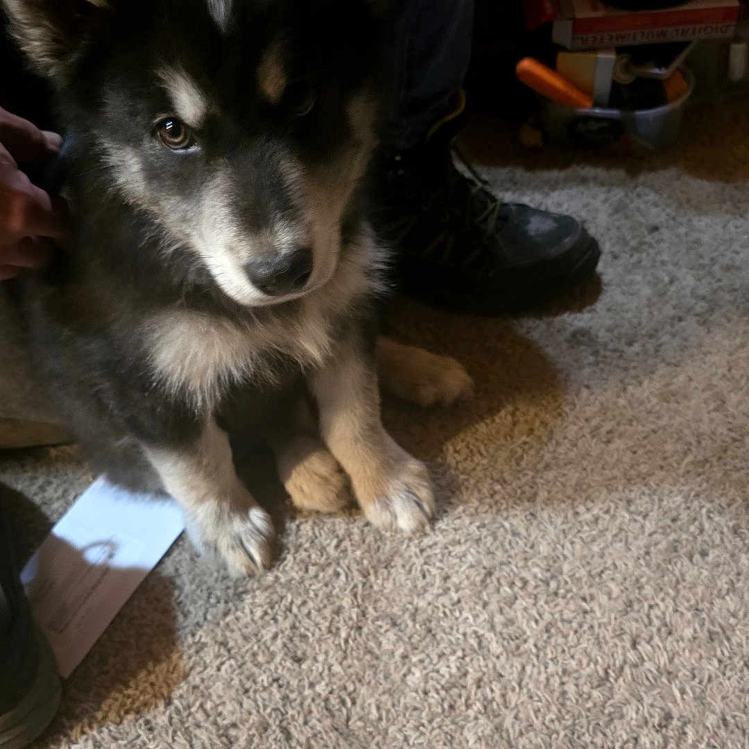 Moose is registered to the contest to win money with this photo: puppy, dog, black_and_white, carpet, indoor, person, boots, jeans, floor, curious, pet, young_dog, fur, animal, household, sitting, looking_up, cute, companion, cozy