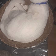 Flocon participe au concours pour gagner de l'argent avec cette photo : cat, white_cat, blue_collar, cardboard_scratcher, curled_up, tail, tablecloth, patterned, indoor, pet, feline, resting, sleeping, animal, domestic, fur, whiskers, ears, cute, relaxed