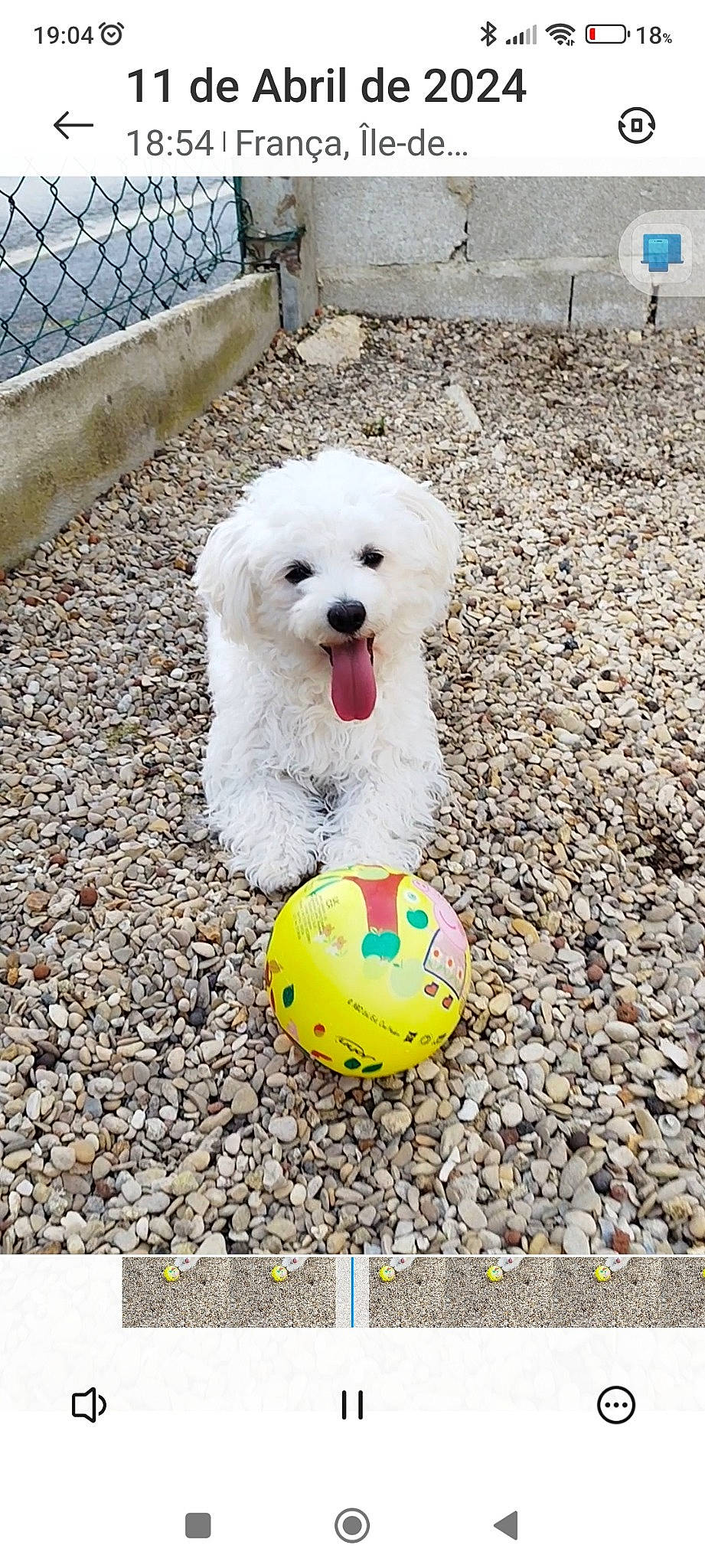 Jessy a rejoint le concours — aidez-le/la à gagner de superbes lots ! ball, canidae, carnivore, companion_dog, dog, dog_breed, dog_supply, fashion_accessory, flag, football, mesh, pet_supply, poodle, snout, soccer_ball, sporting_group, sports_equipment, tennis_ball, toy_dog, working_animal
