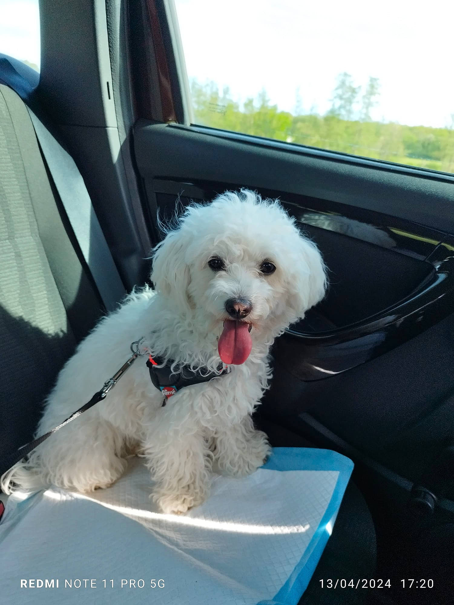Jessy a rejoint le concours — aidez-le/la à gagner de superbes lots ! canidae, car, car_seat, car_seat_cover, carnivore, companion_dog, dog, dog_breed, family_car, luxury_vehicle, maltepoo, motor_vehicle, poodle, sky, sporting_group, toy_dog, vehicle, vehicle_door, water_dog, windshield