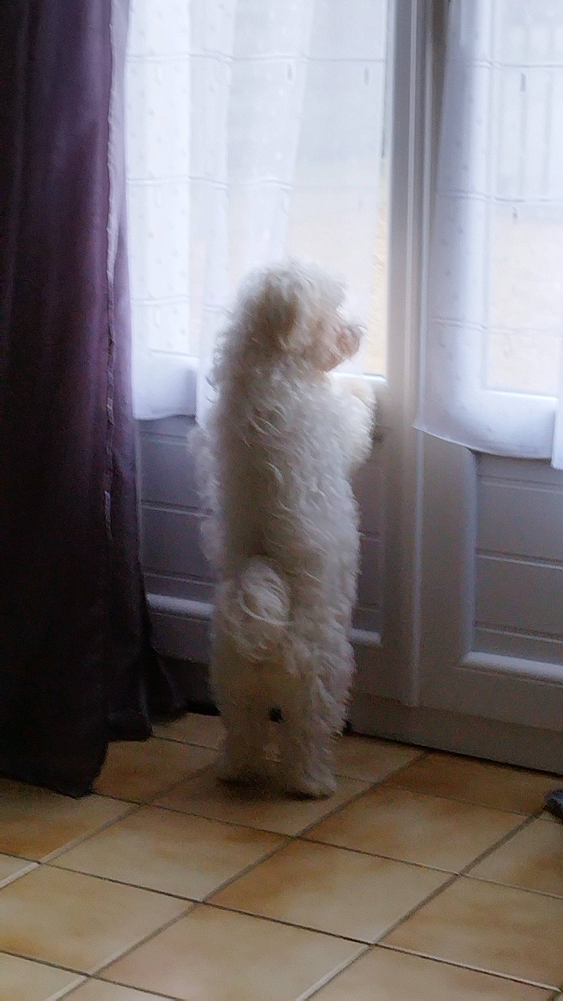 Jessy a rejoint le concours — aidez-le/la à gagner de superbes lots ! art, carnivore, cleanliness, companion_dog, curtain, door, fixture, floor, flooring, fur, hardwood, natural_material, room, sporting_group, window, wood