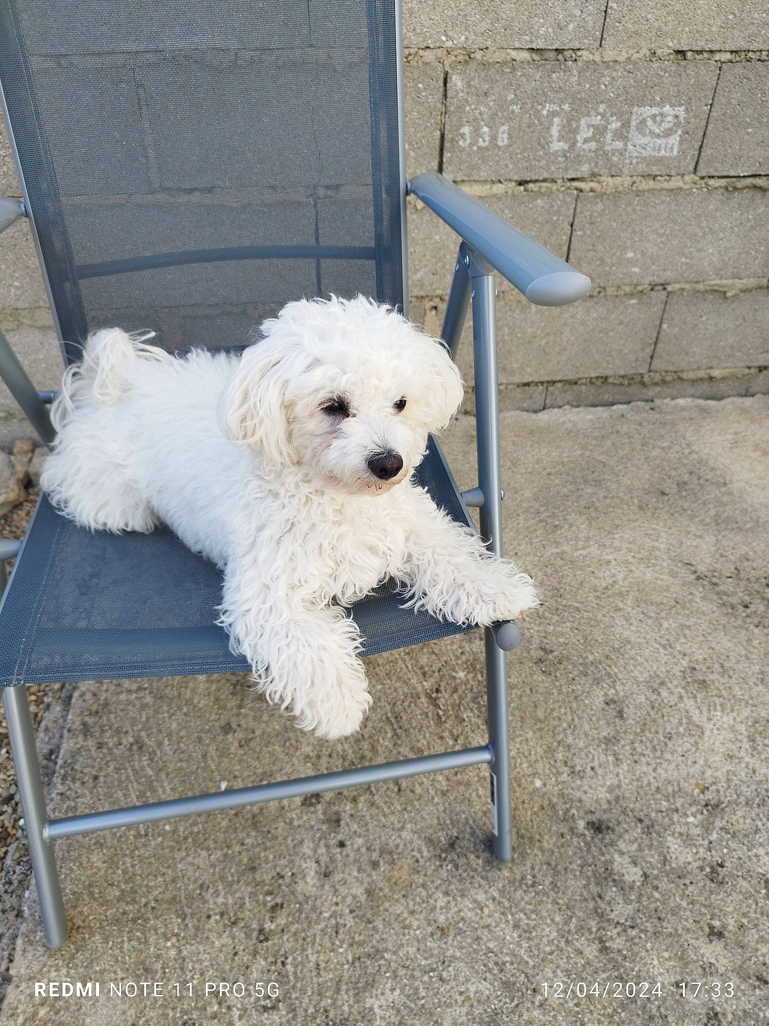 Jessy participe au concours pour gagner de l'argent avec cette photo : bichon, canidae, carnivore, chair, companion_dog, dog, dog_breed, flooring, labradoodle, maltepoo, non_sporting_group, poodle, poodle_crossbreed, road_surface, sidewalk, small_terrier, sporting_group, terrier, toy_dog, water_dog