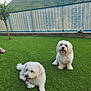 canine, daytime, dog, fence, fluffy, grass, green_lawn, happy, mountain, nature, outdoor, person_foot, pet, playful, relaxed, sitting, sunlight, tongue_out, tree, white_dog