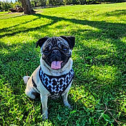 Indy is registered to the contest to win money with this photo: dog, pug, animal, pet, grass, outdoor, sunlight, greenery, happy, tongue_out, canine, nature, park, daytime, mammal, cute, sitting, leisure, playful, harness