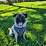 dog, pug, animal, pet, grass, outdoor, sunlight, greenery, happy, tongue_out, canine, nature, park, daytime, mammal, cute, sitting, leisure, playful, harness