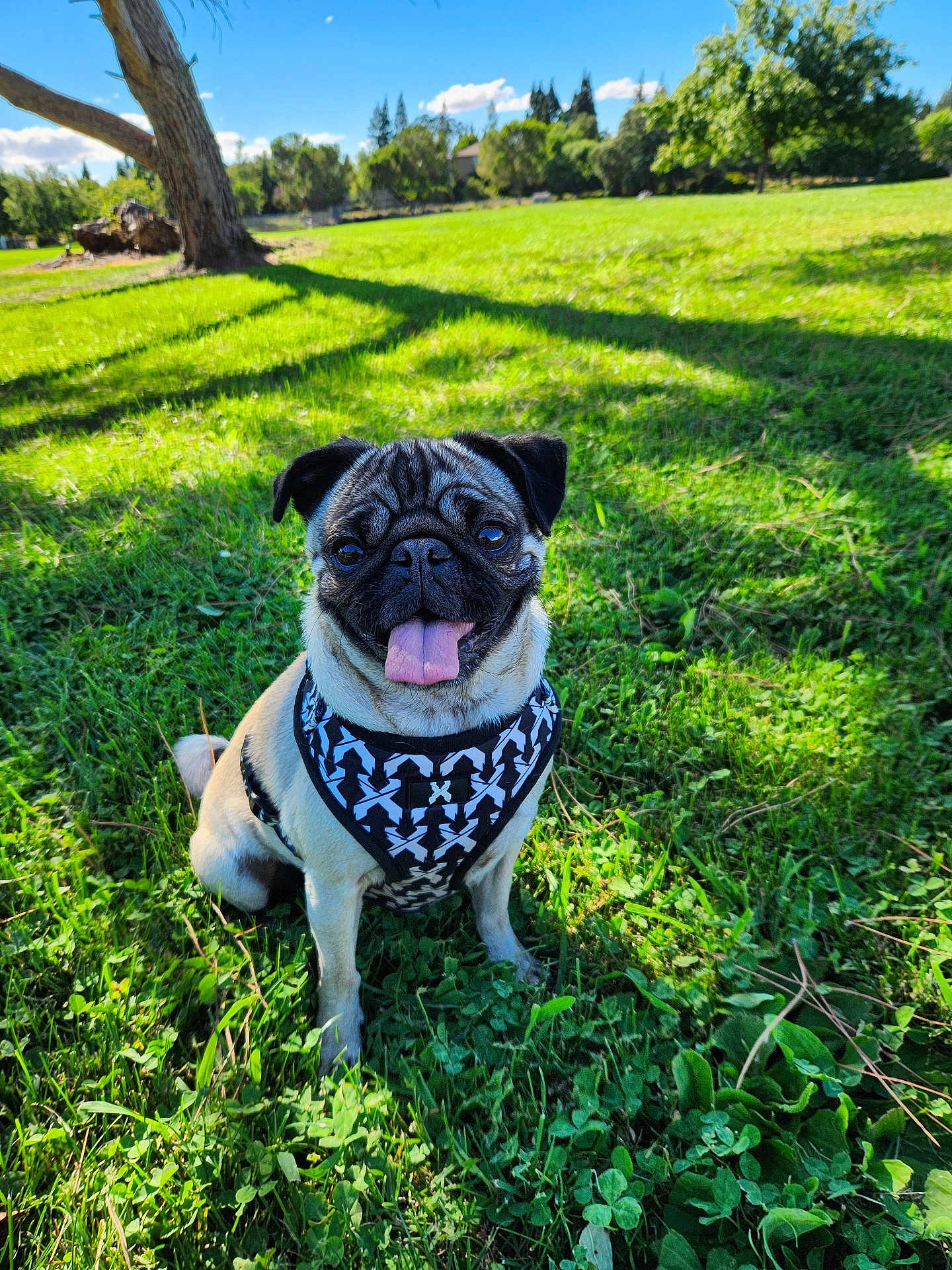 Indy is registered to the contest to win money with this photo: dog, pug, animal, pet, grass, outdoor, sunlight, greenery, happy, tongue_out, canine, nature, park, daytime, mammal, cute, sitting, leisure, playful, harness