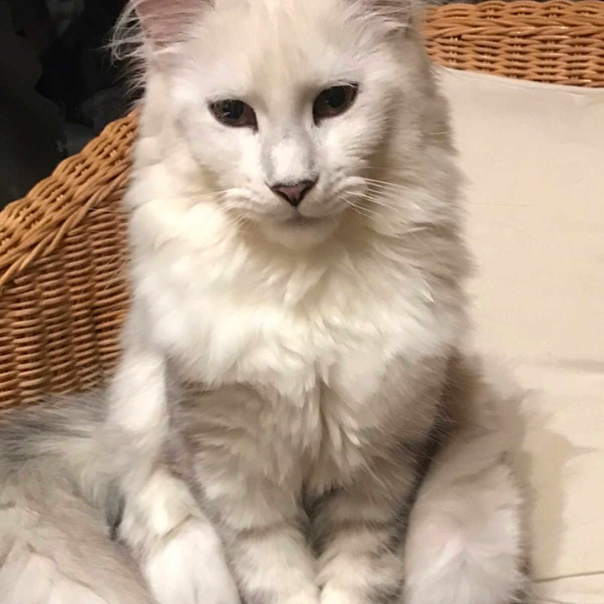 Yuna a rejoint le concours — aidez-le/la à gagner de superbes lots ! abyssinian, angora, animal, basket, cat, kitten, manx, pet, siamese, white