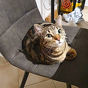 Nook a rejoint le concours — aidez-le/la à gagner de superbes lots ! cat, tabby_cat, chair, indoor, pet, animal, feline, curious, looking_up, cushioned_chair, striped, whiskers, ears, floor, home, domestic, seated, fur, cute, alert