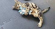 Nook participe au concours pour gagner de l'argent avec cette photo : kitten, cat, toy, plush_toy, blue_blanket, red_brush, floor_mat, indoor, playful, lying_down, curious, tabby, pet, animal, young_cat, claw, paw, fur, whiskers, relaxed
