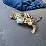 kitten, cat, toy, plush_toy, blue_blanket, red_brush, floor_mat, indoor, playful, lying_down, curious, tabby, pet, animal, young_cat, claw, paw, fur, whiskers, relaxed