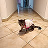 Nook participe au concours pour gagner de l'argent avec cette photo : cat, tabby, pet, animal, indoor, hallway, floor, tile, clothing, pink, white, curious, sitting, young, fur, ears, tail, domestic, cute, small