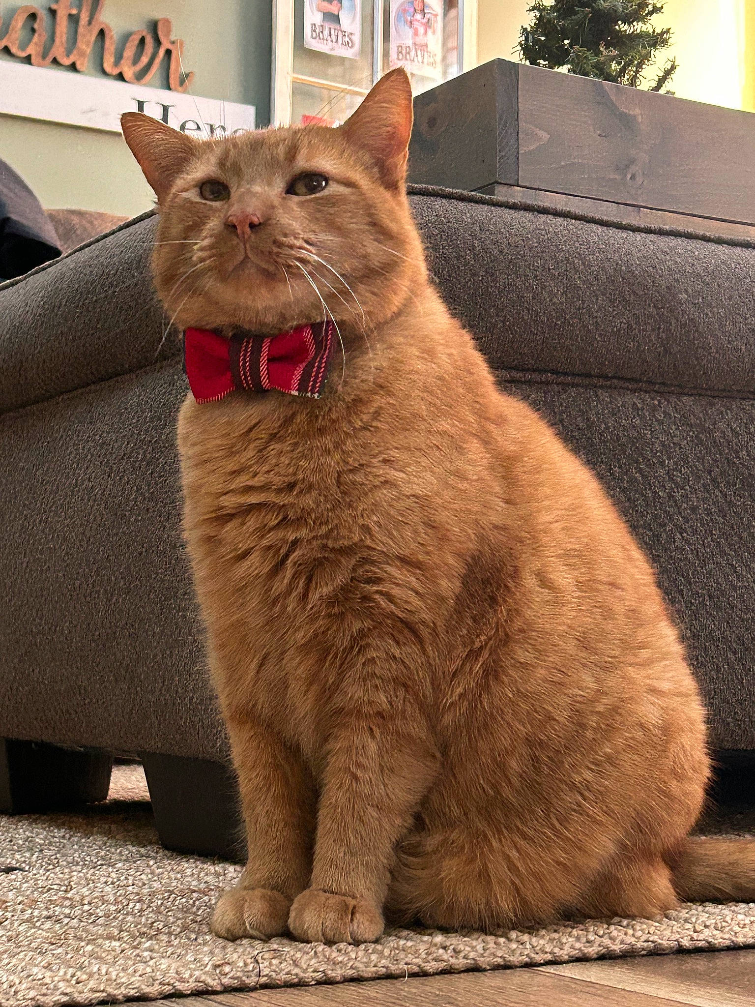 Bob joined the competition — help win amazing prizes! carnivore, cat, cat_supply, collar, comfort, domestic_short_haired_cat, fawn, felidae, fur, houseplant, paw, pet_supply, plant, sitting, small_to_medium_sized_cats, snout, tail, terrestrial_animal, whiskers, window