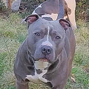 Mojo is registered to the contest to win money with this photo: alert, animal, brown_white, canine, collar, dog, ears, fence, fur, grass, muzzle, nature, outdoor, pet, pitbull, snout, standing, tail, two_dogs, yard