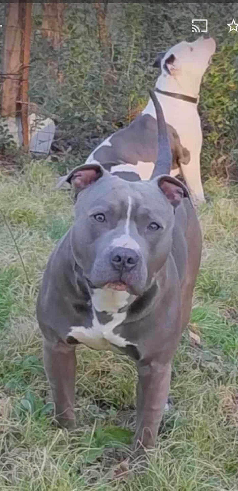 Mojo is registered to the contest to win money with this photo: alert, animal, brown_white, canine, collar, dog, ears, fence, fur, grass, muzzle, nature, outdoor, pet, pitbull, snout, standing, tail, two_dogs, yard