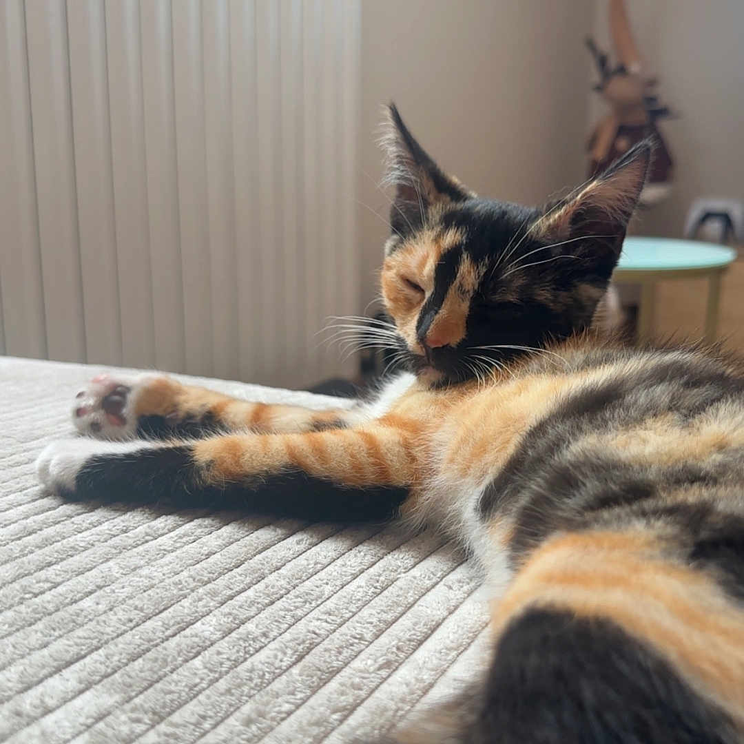 Tina a rejoint le concours — aidez-le/la à gagner de superbes lots ! bed, calico_cat, cat, closeup, cozy, decor, domestic_animal, feline, furniture, indoor, paw, pet, relaxed, resting, sleeping, soft_light, striped_fur, table, vertical_blinds, whiskers