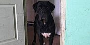 Princesse participe au concours pour gagner de l'argent avec cette photo : dog, black_dog, indoor, doorway, floor, wall, alert, standing, pet, canine, white_patch, home, guarding, animal, quiet, watchful, room, door, shadow, still